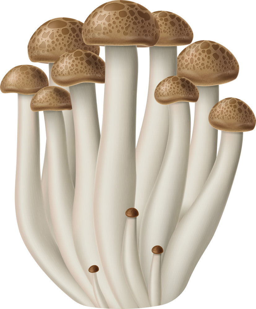 Shimeji mushrooms